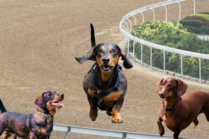 Find Out All About the Wiener Dog Races in Shreveport