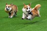 Little legs, big dreams: More than 100 teams compete in Lithuania's international Corgi race