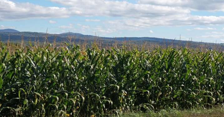 Beekeepers, dairy farmers weigh in on rules for neonicotinoid pesticides