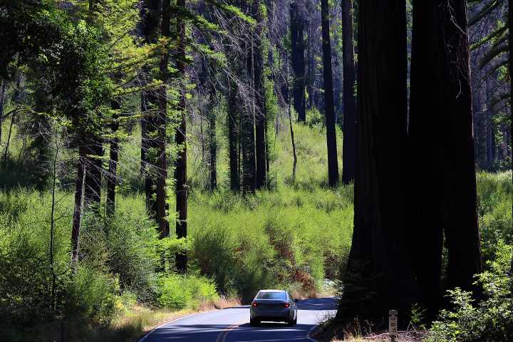 ‘A different experience’ imagined at Big Basin Redwoods State Park 5 years after the CZU fires
