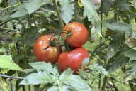 How to tell when your garden veggies are ripe for harvesting