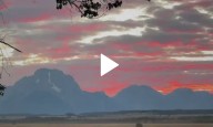 WYOWatch: Bison graze under vibrant sunset