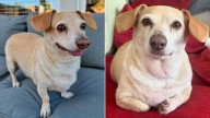 Paralyzed Dog In Nevada Was Scheduled To Be Put Down, But One Act Changed Everything