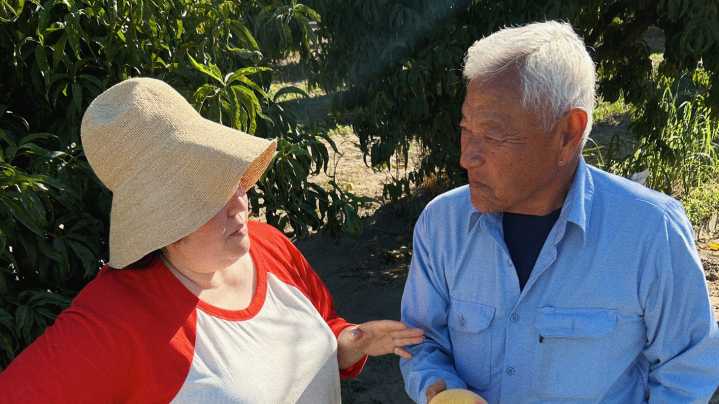 Nicole Rucker harvests peaches from her adopted tree near Fresno