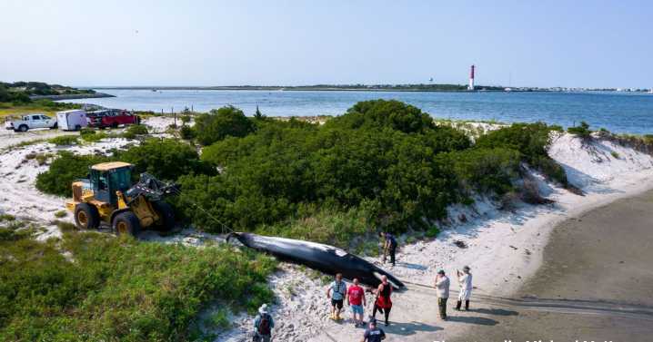 Whale that died after colliding with boat in Barnegat Bay was thin, injured