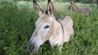 Los ‘burros bomberos’ de Doñana: un arma natural contra los incendios que la Junta de Andalucía desatiende