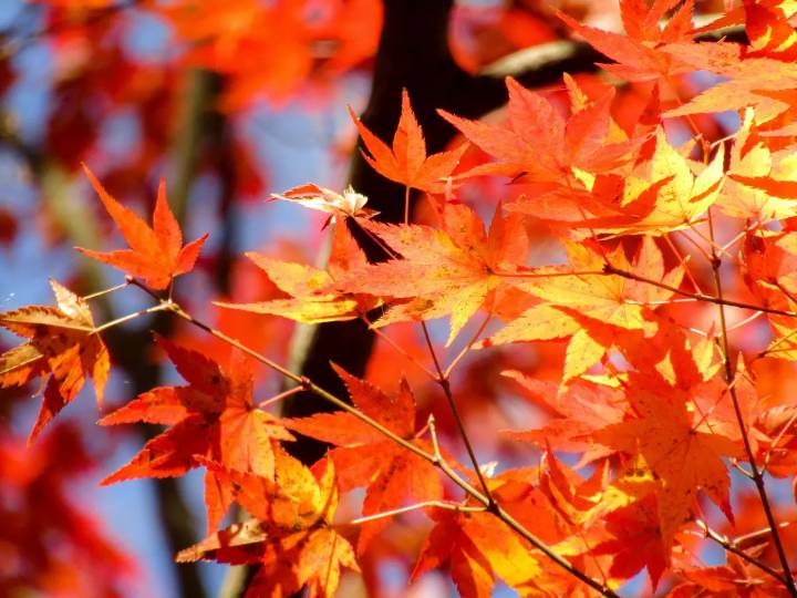 When Will Fall Foliage Peak In Indiana This Year?
