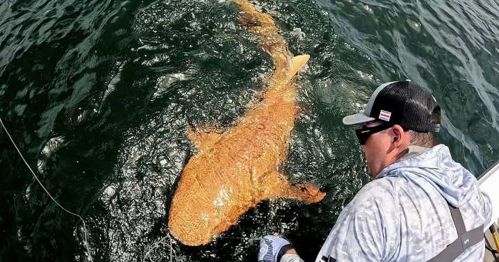 Scientists Find Ultra-Rare Orange Shark With White Eyes