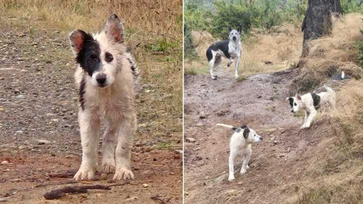 Washington Rescuers Rush To Help Mama Dog And Her Puppies Shivering In The Rain