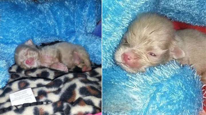 California Rescuers Didn’t Think This 3-Day-Old Albino Puppy Would Make It, But Then He Made A Miraculous Recovery