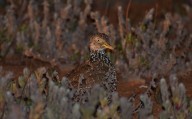 We tracked one of Australia’s most endangered birds into strange new habitat