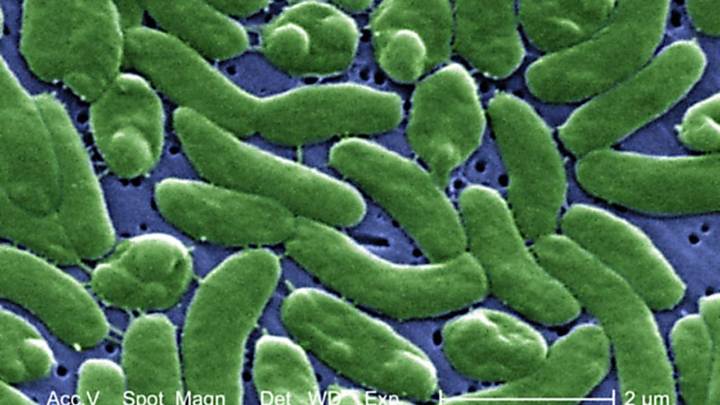 East Coast, Gulf states warn of rising flesh-eating bacteria infections