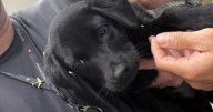 Moment man abandons puppy at airport after being told he can't take it on plane
