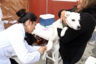 Buscan que vacunación antirrábica en región Tulancingo llegue a 80% de la meta anual
