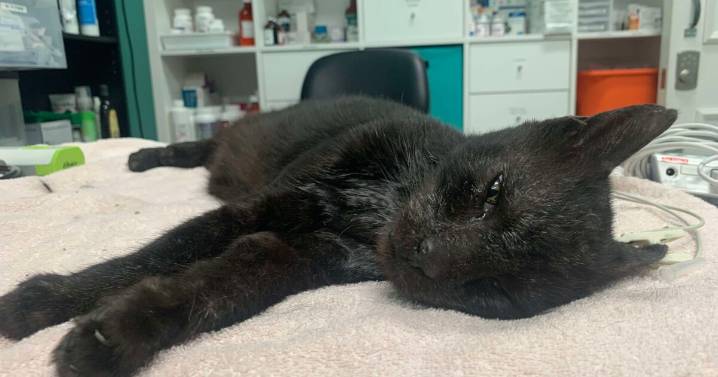 Crime Stoppers offers $5K reward for arrest of suspect who shot beloved cat in Hallandale Beach