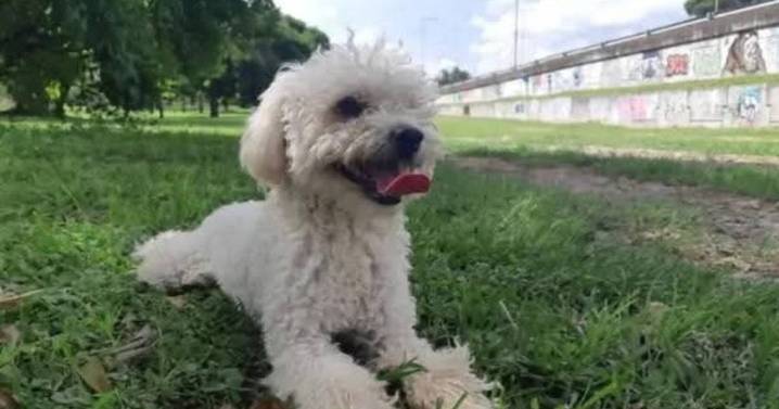 Recompensa por Milo el caniche perdido