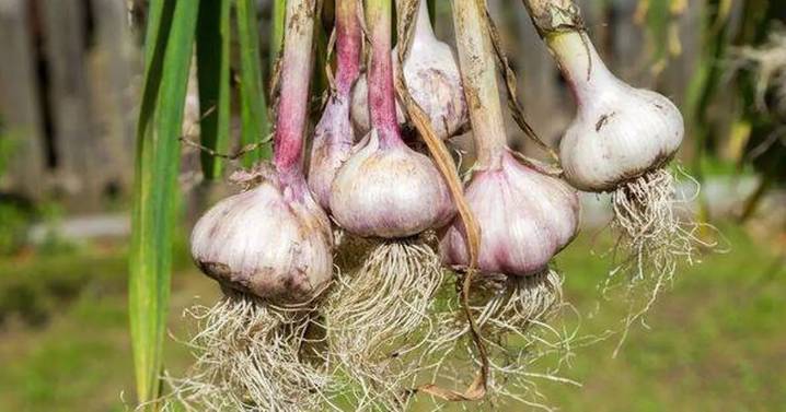 Rats will flee from gardens if you plant three types of plants they 'can't stand'
