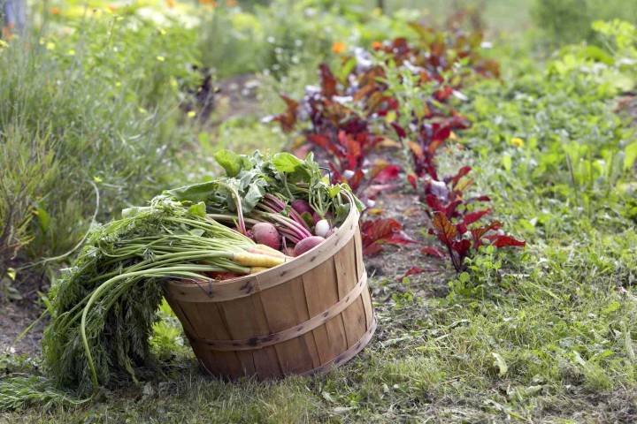 9 Companion Plants to Boost Your Fall Vegetable Garden