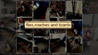 Roaches, flies, lizards, cement among 71 total violations at tortilleria