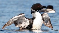Fewer loons on your lake? It may be due to climate change