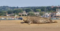 Seal basks in heatwave at Devon seaside town