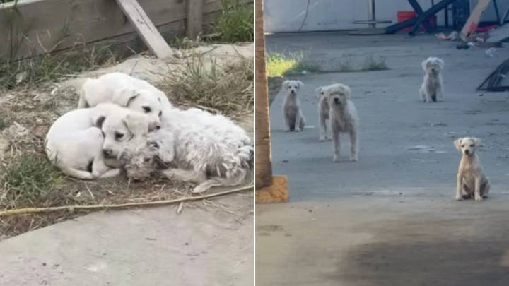Pile Of Fur Near Landfill In California Turns Out To Be Something That Stuns Good Samaritan