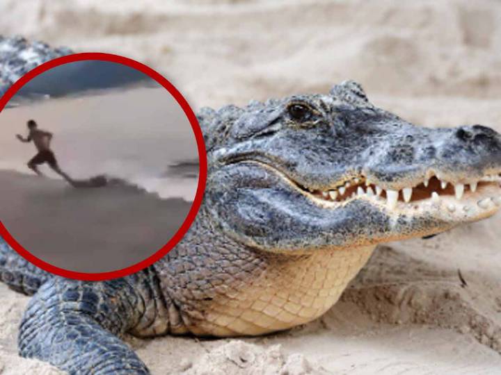 Un turista fue atacado por un cocodrilo en una playa de México (+Video)