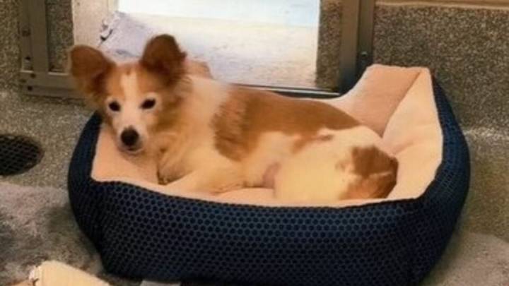 Forgotten Senior Dog In Pennsylvania Shelter Keeps Waiting For Someone To Finally See Her