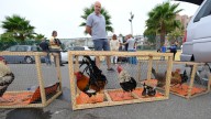 Captura de gallos y gallinas en La Paterna: 107 aves retiradas para hacer frente a la plaga de ratas