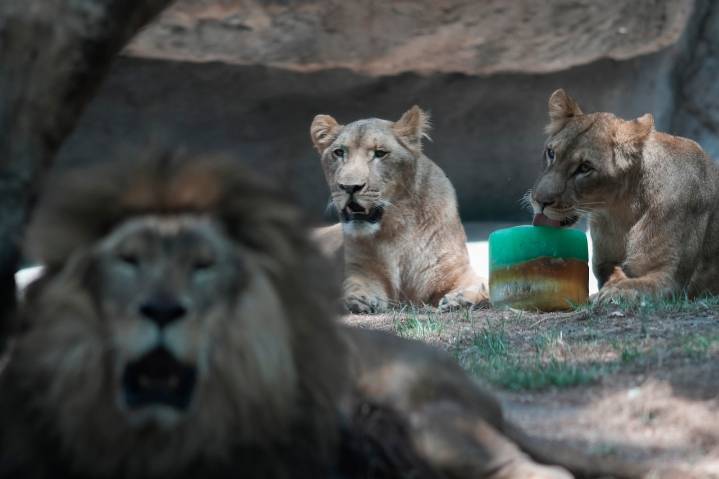 Unwanted pet? A zoo says it will take it to feed its predators