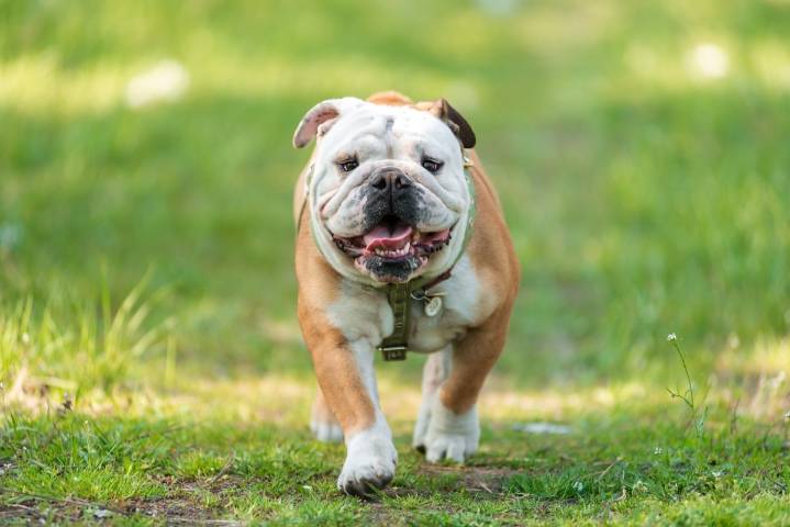 11 Dog Breeds Prone to Hereditary Health Problems