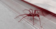 Invasive spiders flocking to UK homes but 35p ingredient can keep pests away