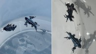Hallan nuevos dragones azules venenosos en playas de Alicante: "No los toques, ni con guantes"