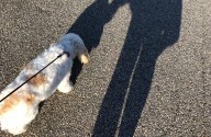 Piden a los vecinos cumplir la ley de correa para perros en Wake County