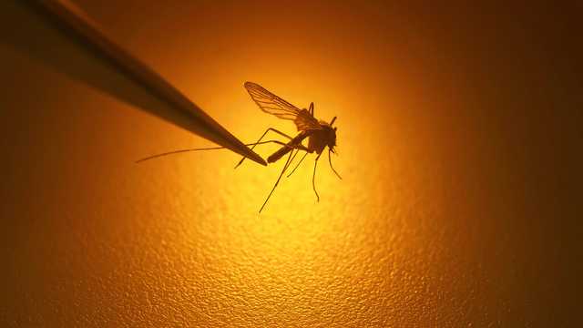 West Nile Virus: First case of 2025 confirmed in Iowa