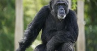 'Chimp Crazy' star sentenced to nearly 4 years in prison for lying that primate had died
