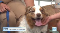 CT LIVE: Clear the Shelters