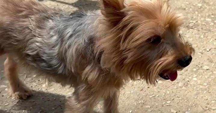 Woman recognizes her dog trembling at Whitehaven grooming business in viral video