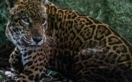 Un refugio para Prince: la historia del rescate de un jaguar que no podrá regresar a la selva en Perú