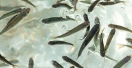Siembran 15 mil crías de pescado blanco en el lago de Pátzcuaro