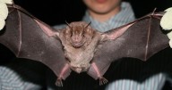 Local health officials confirm rabid bat found in Southeast Idaho
