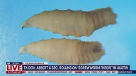 Screwworm threatens Texas, Gov. Abbott says