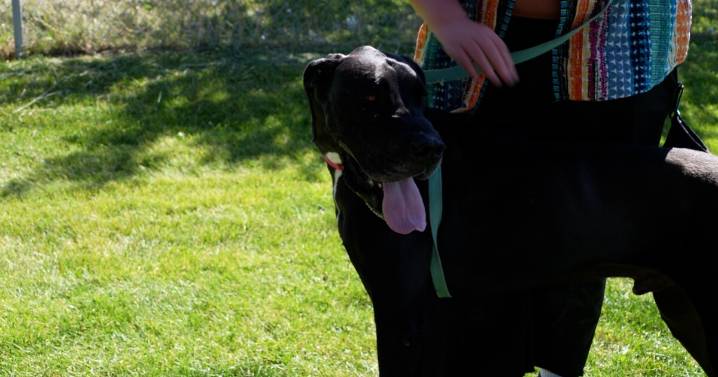 Lewis and Clark Humane Society is looking for foster families