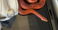 Girl's 3rd birthday party descends into chaos after real SNAKE falls out toy box