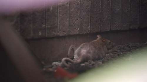 Sunnyside apartment complex warned to clean up its act after multiple complaints to the city about rats