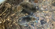 Red wolf population expands with new litters born on NC's Albemarle Peninsula :: WRAL.com