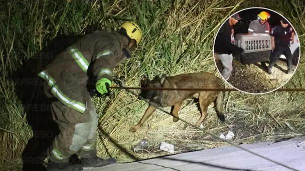 Rescatan a perrito que cayó al vertedor de la presa