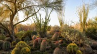 10 Things to do in the Coachella Valley this week, Aug. 18