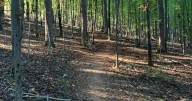 Albemarle County marks halfway point in Biscuit Run Stream restoration