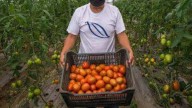 Establecen Economía y Agricultura precios mínimos de exportación para el tomate fresco
